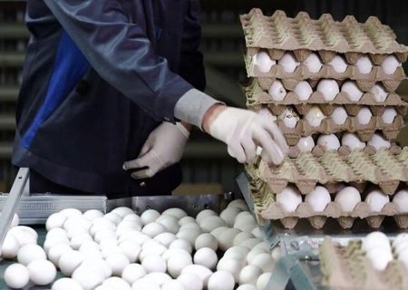 صادرات بیش از ۱۰۰ هزار تن تخم مرغ در ۶ ماهه ابتدای سال با هدف حمایت از واحدهای تولیدی
