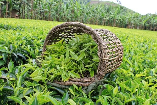 پرداخت ۸۰ درصد مطالبات چایکاران/رشد ۵هزارتنی تولید چای در سال جاری