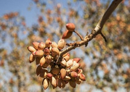 پسته رتبه اول از لحاظ ارز آوری در بین محصولات باغبانی  را داراست/ایران رتبه دوم تولید پسته  در جهان