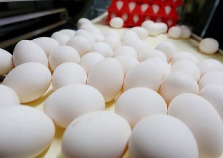 ۴۰ هزار تن تخم مرغ از ابتدای سال به کشورهایی آسیایی صادر شده است