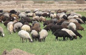 ۶۴ میلیون راس گوسفند و بز علیه بیماری طاعون نشخوارکنندگان واکسینه رایگان شدند