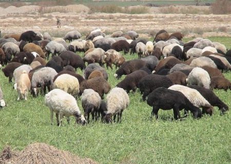 ۶۴ میلیون راس گوسفند و بز علیه بیماری طاعون نشخوارکنندگان واکسینه رایگان شدند