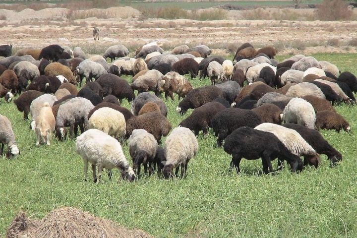 ۶۴ میلیون راس گوسفند و بز علیه بیماری طاعون نشخوارکنندگان واکسینه رایگان شدند