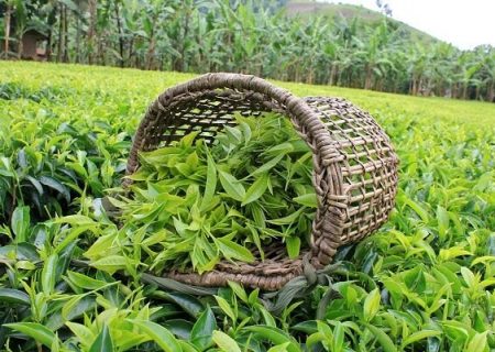 تاکنون ۱۱۵ هزار و ۱۳۰ تن برگ سبز چای از چای‌کاران خریداری شده است/پرداخت۵۰ درصد از مطالبات چای‌کاران