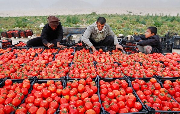 توزیع روزانه ۴۰۰ تا ۴۵۰ هزارتن گوجه فرنگی در میدان مرکزی